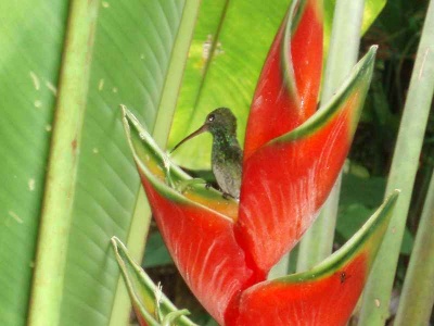kolibri .JPG