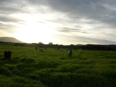 zonsondergangkoe .JPG